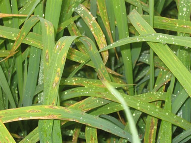 tcca dùng trong nông nghiệp chữa bệnh đạo ôn